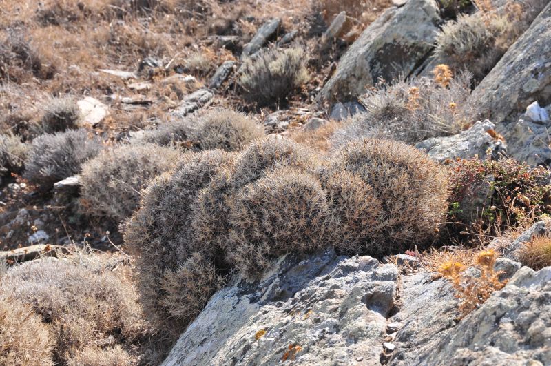 Centaurea horrida / Fiordaliso spinoso